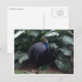 kasuaris briefkaart (Voorkant / Achterkant)