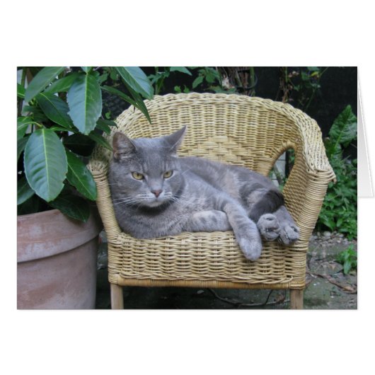 Kat (Voorkant Horizontaal)
