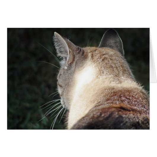 Kat (Voorkant Horizontaal)