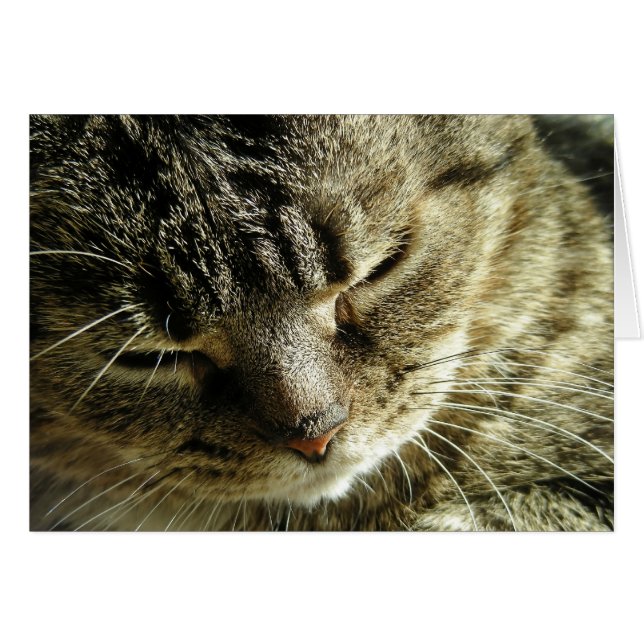  Kat (Voorkant Horizontaal)