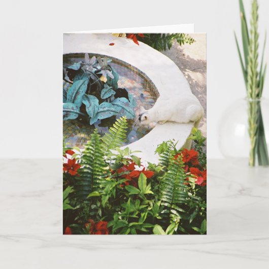 Kat 1 van Hemingway - de Kaarten van de Groet & (Voorkant)