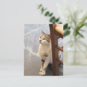 Kat aangepast briefkaart (Staand voorkant)