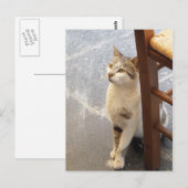 Kat aangepast briefkaart (Voorkant / Achterkant)