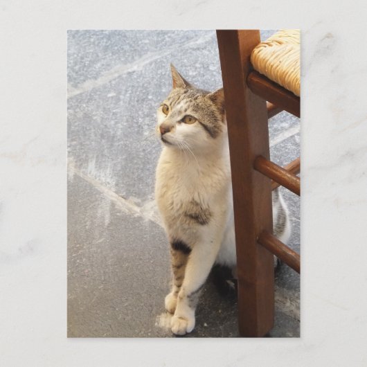 Kat aangepast briefkaart (Voorkant)
