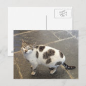 Kat aangepast briefkaart (Voorkant / Achterkant)