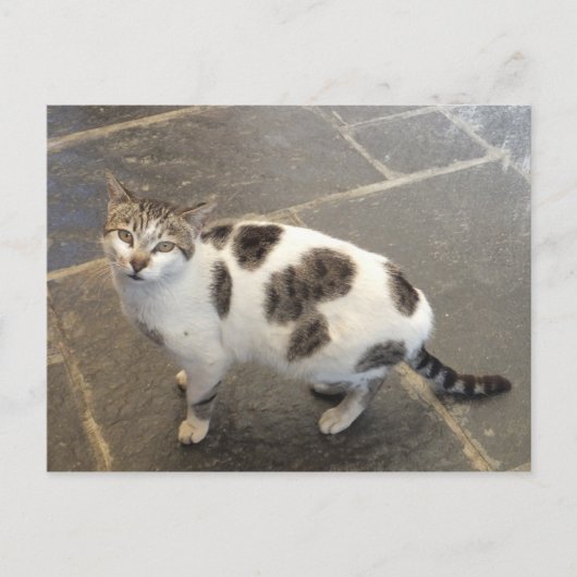 Kat aangepast briefkaart (Voorkant)
