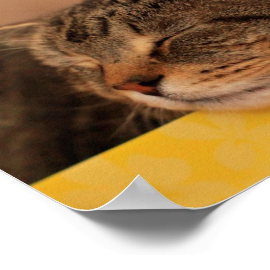 Kat Advies Inspirerend Poster (Hoek)