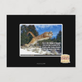 Kat afbeelding briefkaart (Voorkant)