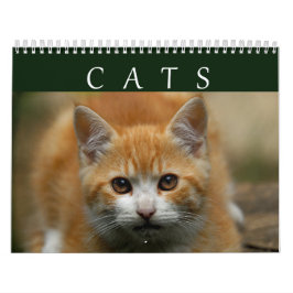 Kat-agenda 2016 kalender