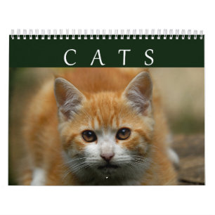 Kat-agenda 2016 kalender