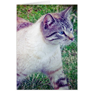 Kat All Occasion Kaart