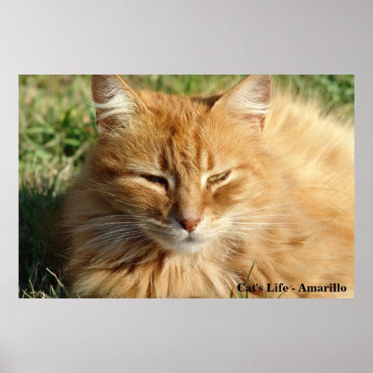 Kat: Amarillo Slaping Poster (Voorkant)