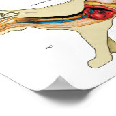 Kat Anatomie Poster Wall Chart (Hoek)