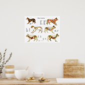 Kat Anatomie Poster Wall Chart (Keuken)