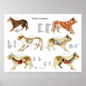 Kat Anatomie Poster Wall Chart (Voorkant)