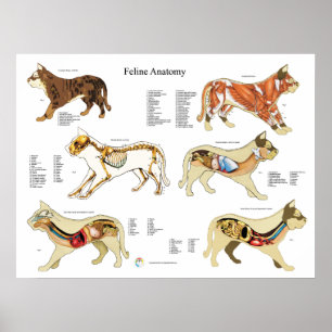 Kat Anatomie Poster Wall Chart
