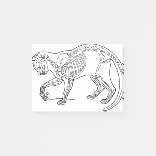Kat Animal Botten Skeleton Line Art Biology Post-it® Notes (Voorkant)