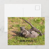 Kat Ansichtkaart Briefkaart (Voorkant / Achterkant)