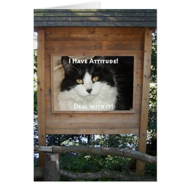 Kat Attitude (Voorkant)