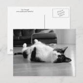 Kat Attitude Briefkaart (Voorkant / Achterkant)