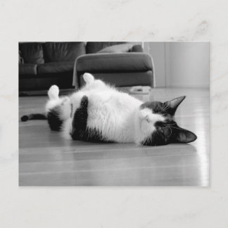 Kat Attitude Briefkaart