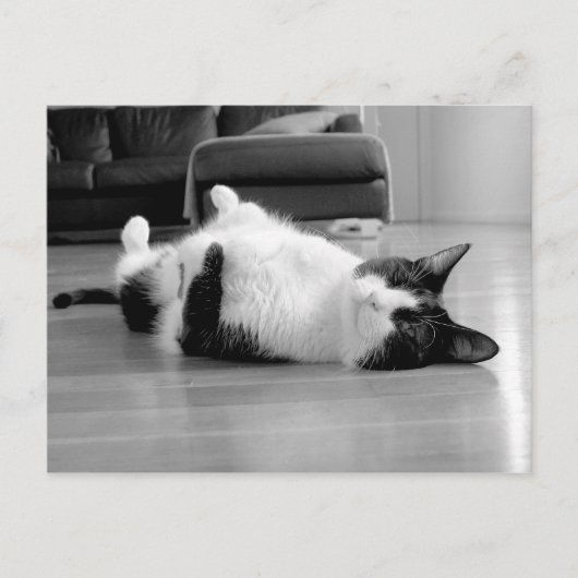 Kat Attitude Briefkaart (Voorkant)