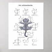 Kat-attractie Poster (Voorkant)