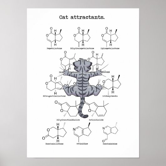 Kat-attractie Poster (Voorkant)