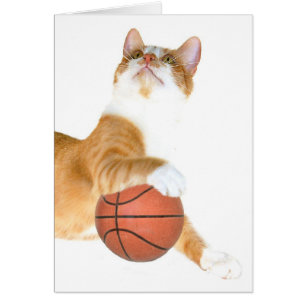 Kat basketbal