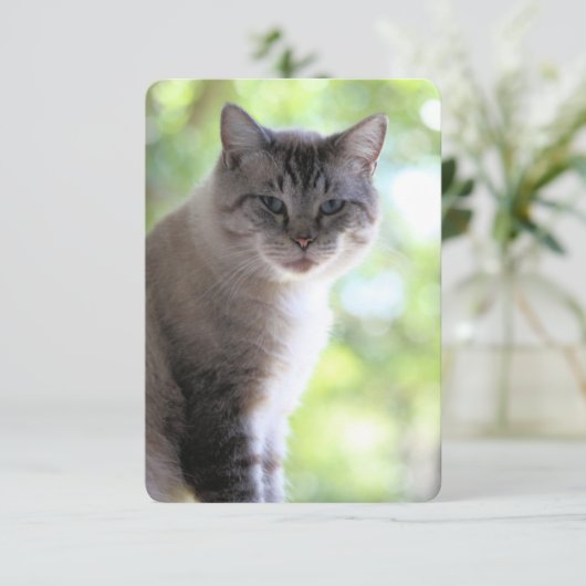 Kat Bedankkaart (Staand voorkant)