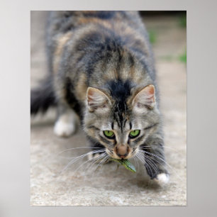 kat betrapte hagedis poster