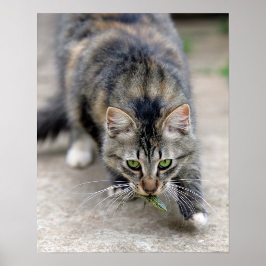 kat betrapte hagedis poster (Voorkant)