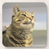 Kat Bier Onderzetter (Voorkant)