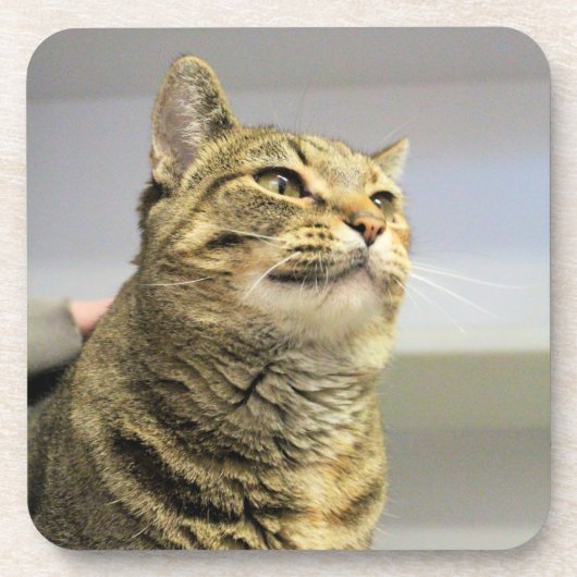 Kat Bier Onderzetter (Voorkant)