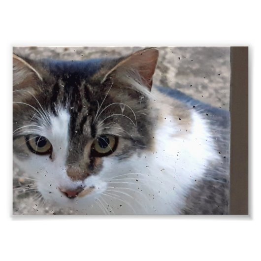 Kat bij het raam foto afdruk (Voorkant)