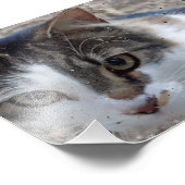 Kat bij het raam foto afdruk (Hoek)