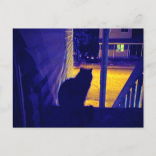 Kat bij nacht in het Briefkaart van de Oude Buurt