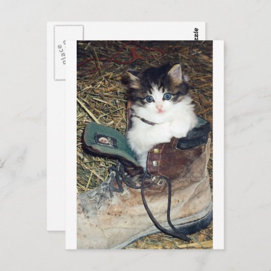 Kat bij opstarten briefkaart (Voorkant / Achterkant)