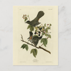 Kat Bird (Gray Catbird) Audubon's Birds of America Briefkaart