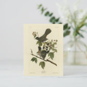 Kat Bird (Gray Catbird) Audubon's Birds of America Briefkaart (Staand voorkant)