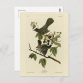 Kat Bird (Gray Catbird) Audubon's Birds of America Briefkaart (Voorkant / Achterkant)