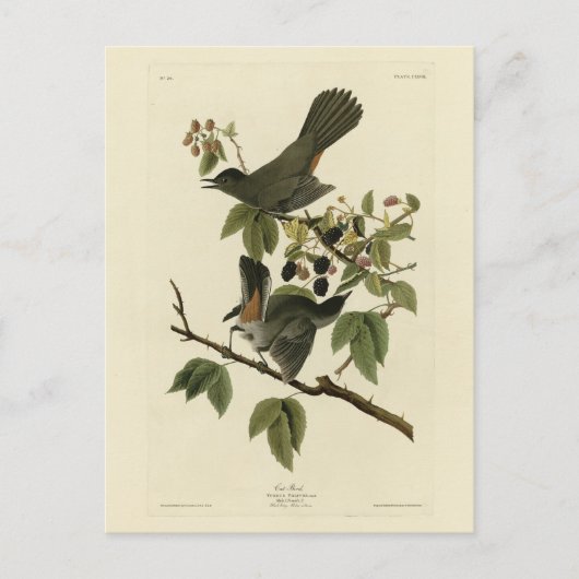 Kat Bird (Gray Catbird) Audubon's Birds of America Briefkaart (Voorkant)