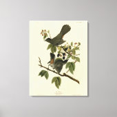 Kat Bird (Gray Catbird) Audubon's Birds of America Canvas Afdruk (Voorkant)