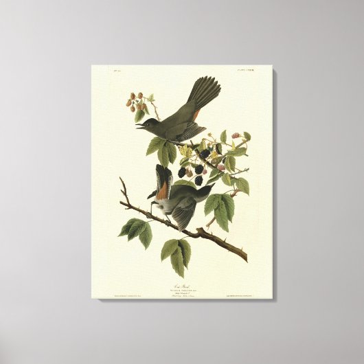 Kat Bird (Gray Catbird) Audubon's Birds of America Canvas Afdruk (Voorkant)