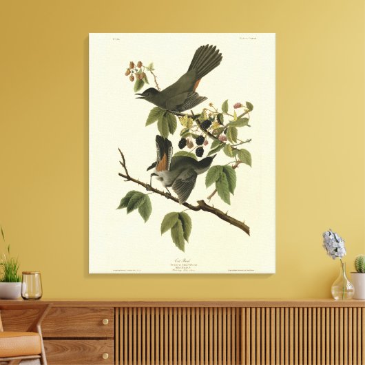 Kat Bird (Gray Catbird) Audubon's Birds of America Canvas Afdruk (Insitu (Woonkamer))