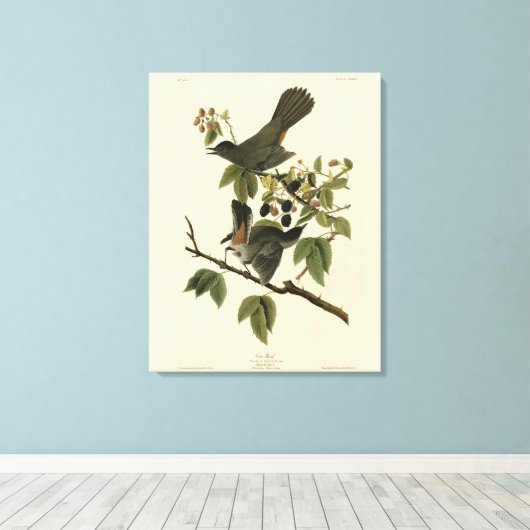 Kat Bird (Gray Catbird) Audubon's Birds of America Canvas Afdruk (Insitu (Houten vloer))