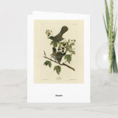 Kat Bird (Gray Catbird) Audubon's Birds of America Kaart (Achterkant)