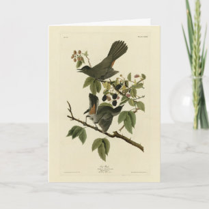 Kat Bird (Gray Catbird) Audubon's Birds of America Kaart