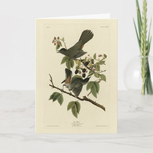 Kat Bird (Gray Catbird) Audubon's Birds of America Kaart (Voorkant)