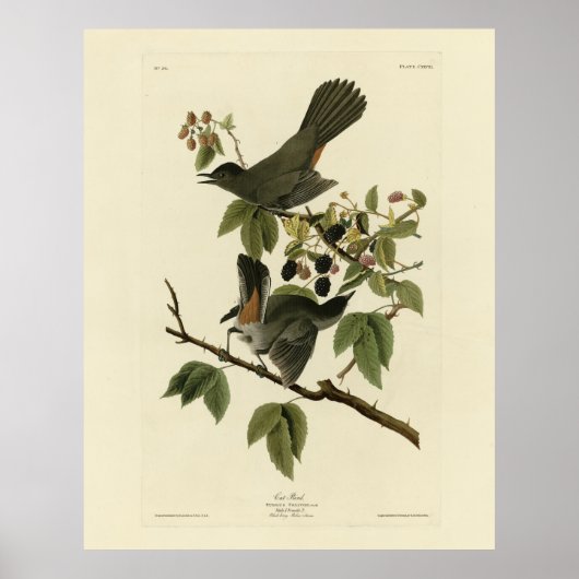 Kat Bird (Gray Catbird) Audubon's Birds of America Poster (Voorkant)